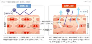 韓国肌管理 【毛穴専科】のエステ・リラクイメージ