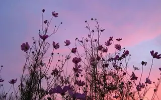 マツエク・マツパ No.3 前橋店所属・ひなの 🌼のマツエク・マツパデザイン