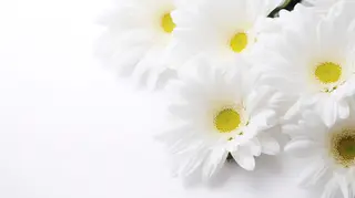 🌸 Sakura JAMの眉毛・アイブロウイメージ