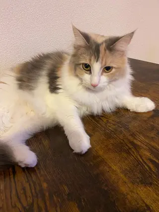 ネイル kana gotoのネイルデザイン