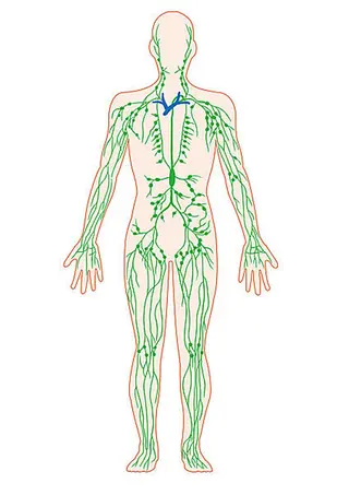 アロマ リラクゼーションサロン🌿オリーブ所属・オーナーセラピスト オリーブ🌿miuのエステ・リラクイメージ
