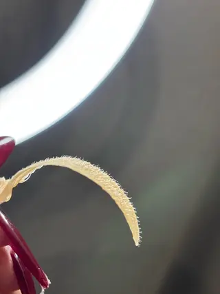 宮本 昌子の眉毛・アイブロウイメージ