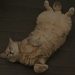 salon de Princess所属・salon de  Princessのネイルデザイン