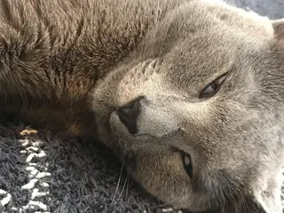 ショート カラー パーマ ヘアアレンジ メンズ キッズ ネイル マツエク・マツパ アイブロウ アニメ,Vオタク× 即効痩せエステサロンのエステ・リラクイメージ