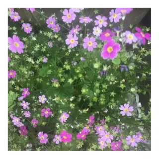 かみじょう ゆうこのヘアスタイル