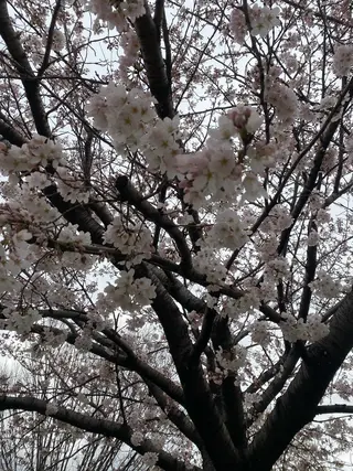 R E O T I A R A（レオティアラ）所属・高屋 昌子のその他イメージ