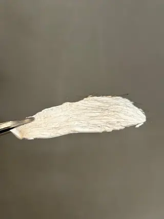 eye lushの眉毛・アイブロウイメージ