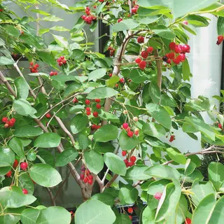 マツエク・マツパ なかむら 🪡のマツエク・マツパデザイン