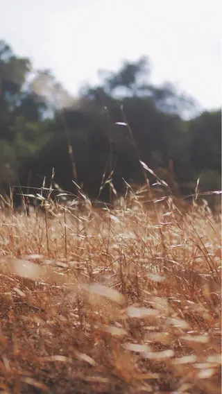 ロング カラー パーマ ヘアアレンジ メンズ キッズ ネイル マツエク・マツパ 髪質改善🫧ベージュ 椙山 響のヘアスタイル