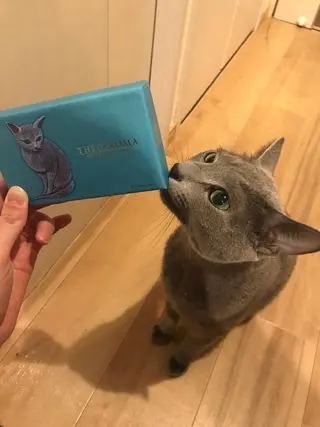 ミディアム カラー パーマ ヘアアレンジ メンズ キッズ ネイル マツエク・マツパ アイブロウ アニメ,Vオタク× 即効痩せエステサロンのエステ・リラクイメージ