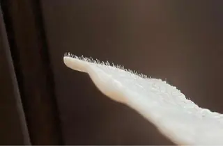 肌質改善◇結果重視 美麗-MIREI-のマツエク・マツパデザイン