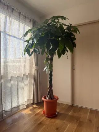 섬하나 ～ソムハナ～🌴のヘアスタイル