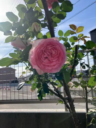 フェイシャルサロン ビアンカガーデンのエステ・リラクイメージ