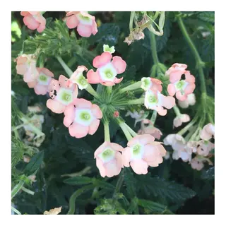 かみじょう ゆうこのヘアスタイル