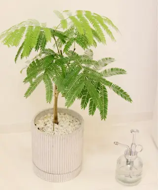 マツエク・マツパ Citrine eyelash ✿のマツエク・マツパデザイン