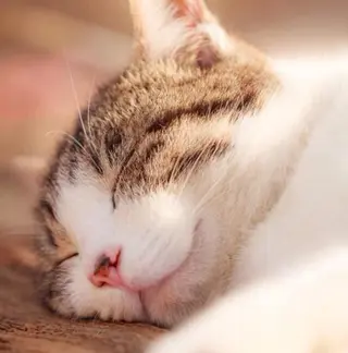 マツエク・マツパ まつげパーマ専門店 FOI　新宿のマツエク・マツパデザイン