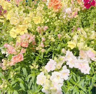 ミディアム カラー パーマ ヘアアレンジ メンズ キッズ GOTODAY SHAiRE SALON (原宿本店)所属・stylist 🎀 kanaのその他イメージ