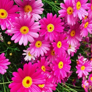 シュガーリングサロン　ダリア所属・Dahliaダリア シュガーリングサロンのエステ・リラクイメージ