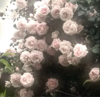 OLIVIA GINZA上野のマツエク・マツパデザイン