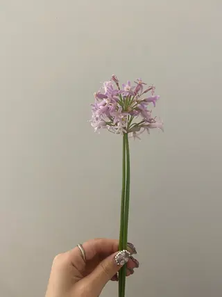 🌻花屋併設🌻濱 幸帆のヘアスタイル