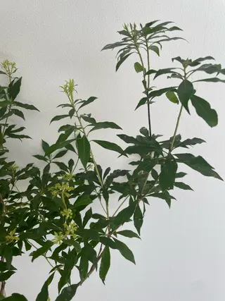 マツエク・マツパ eyan _kco 西宮/甲子園口のマツエク・マツパデザイン