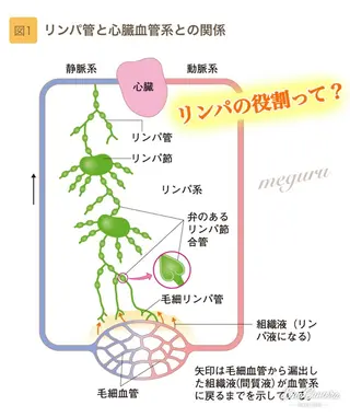 ショート カラー パーマ ヘアアレンジ メンズ キッズ ネイル マツエク・マツパ ‍痩身＆ボディ 結果出し🌟丹野のエステ・リラクイメージ