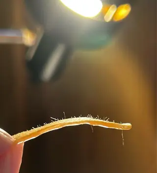 eyebrow enの眉毛・アイブロウイメージ