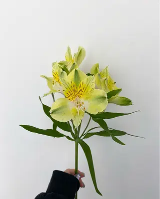 🌻花屋併設🌻濱 幸帆のヘアスタイル