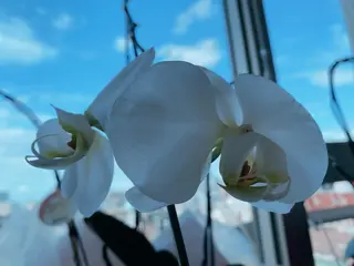 マツエク・マツパ 神山 ビューティー・アイのマツエク・マツパデザイン