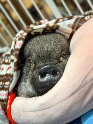 水木限定ｱｲﾌﾞﾛｳ ﾓﾃﾞﾙ募集中‼️のヘアスタイル