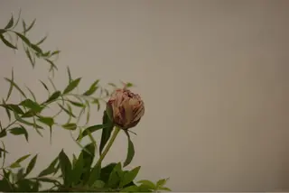 kirunanorr所属・kirunanorr 鳴海のマツエク・マツパデザイン