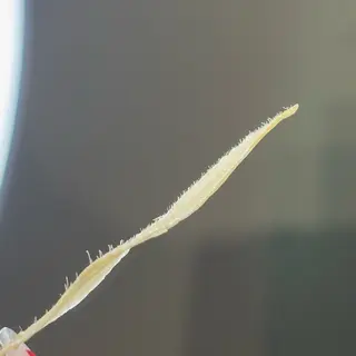 メンズ アイブロウ 宮本 昌子の眉毛・アイブロウイメージ