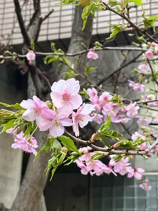 小鴨 美佳のヘアスタイル