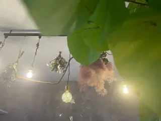 フィユ所属・〚博多〛フィユ 水江のマツエク・マツパデザイン