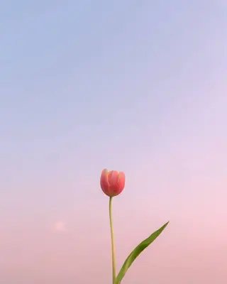 🕯️maaz lash1🕯️のマツエク・マツパデザイン