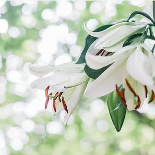 デ・アイム立川所属・美anela ビアネラ石塚仁美のエステ・リラクイメージ