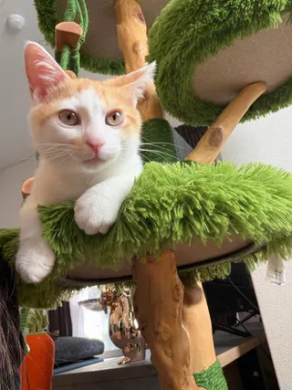 nail salon azuのネイルデザイン