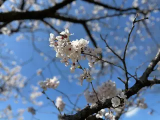 ネイル nail salon  ∞ mikanal ∞所属・nailsalon ∞ ﾐｶﾅﾙ ∞のネイルデザイン