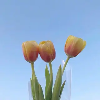 Rin 🌷のマツエク・マツパデザイン