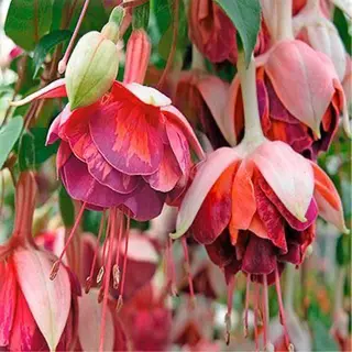 nail atelier  new moon所属・デザイン可愛いサロン new moonのネイルデザイン