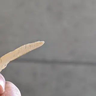 Morphome所属・【Morphome】 hinaのエステ・リラクイメージ