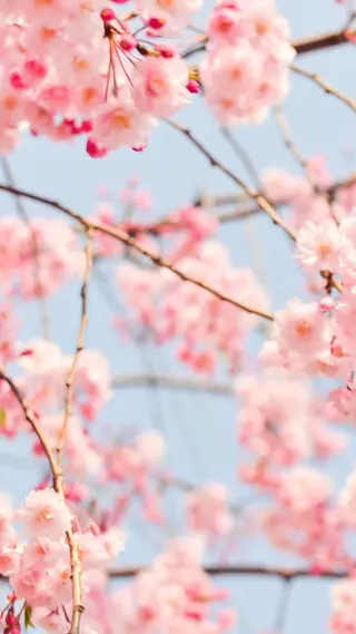 BALANCE LASHのマツエク・マツパデザイン