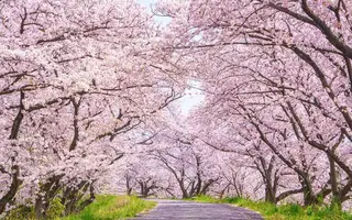 マツエク・マツパ ma cherie所属・AY アイリスト歴18年のマツエク・マツパデザイン