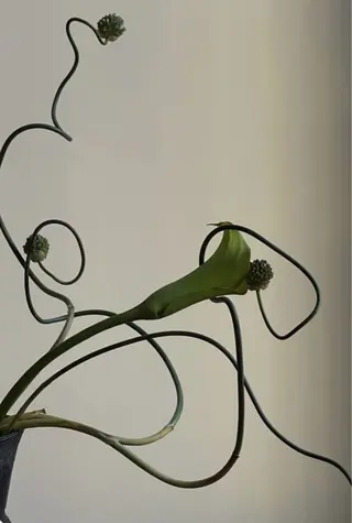 マツエク・マツパ eyelly🌿 nanaの眉毛・アイブロウイメージ