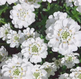 マツエク・マツパ なかむら 🪡のマツエク・マツパデザイン