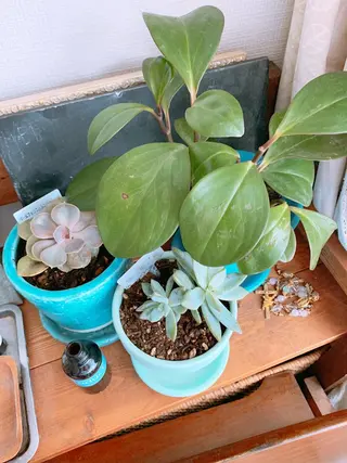 ネイル pipi..所属・pipi ..のネイルデザイン