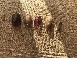 ネイル Nailist Missaのネイルデザイン