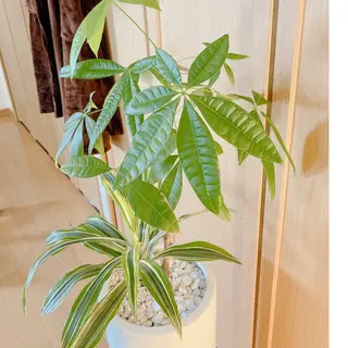 隠れ家サロン　Oaerge. 【オアエルジュ】所属・オアエルジュ オーナーセラピストのエステ・リラクイメージ