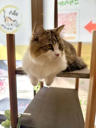 美容鍼・リラクゼーションサロン　晴々所属・清水 茜音のエステ・リラクイメージ