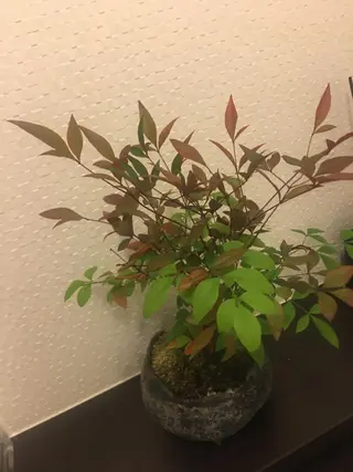 表参道鍼灸院K 美容鍼🔮ララピールのエステ・リラクイメージ